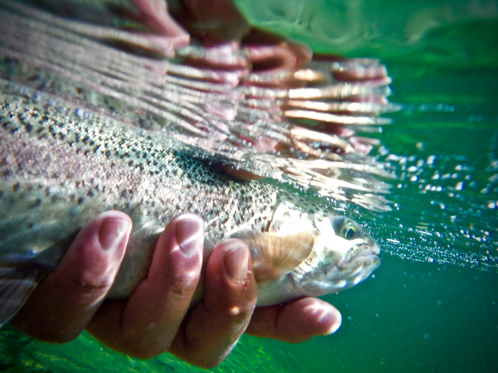 Annual Trout Stocking Program Returns Sullivan County NY